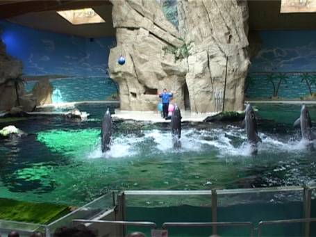 Zoo Duisburg : Im Delphinarium die Delphin-Show